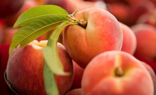 Поздние сорта персика. Самые лучшие сорта персиков с фото и описанием 08