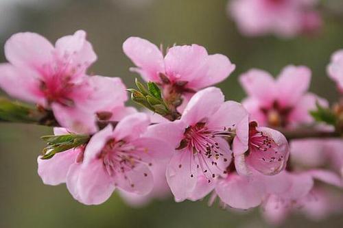 Поздние сорта персика. Самые лучшие сорта персиков с фото и описанием 06