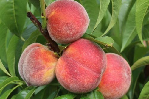 Поздние сорта персика. Самые лучшие сорта персиков с фото и описанием