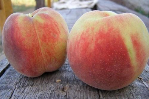 Поздние сорта персика. Самые лучшие сорта персиков с фото и описанием