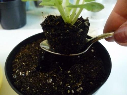 Основные болезни фиалок. Как ухаживать за фиалкой в домашних условиях