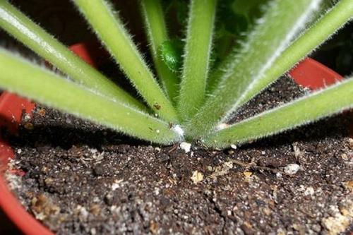 Болезни фиалок мушки и комары. Вредители фиалок