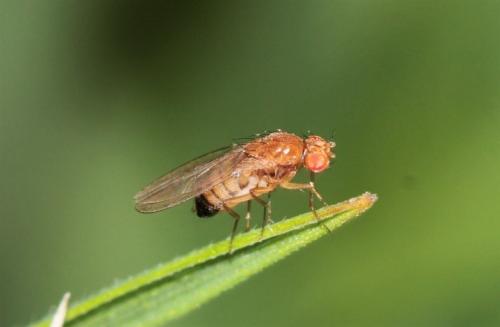 Как избавиться от мошек в комнатных цветах. Домашние методы борьбы с мошкой 24