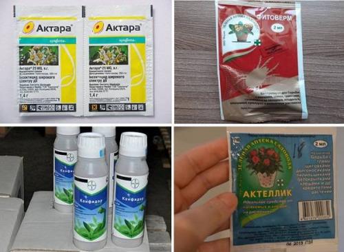 Болезни фиалок мушки и комары. Вредители фиалок