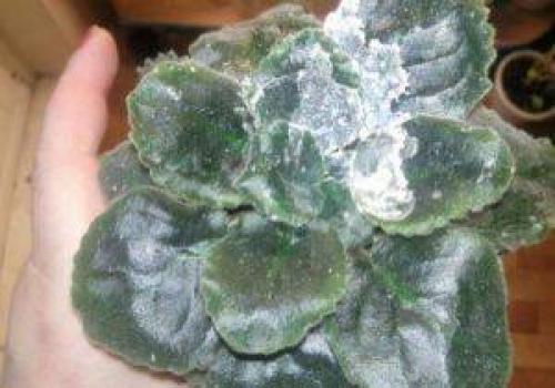 Обесцвечивание листьев фиалки. Почему белеют листья у фиалок?