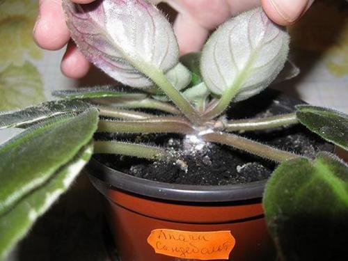 Мошки в фиалках. Причины появления болезней у фиалок