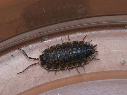 Болезни фиалок мушки и комары. Вредители фиалок