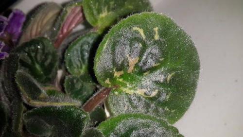 Обесцвечивание листьев фиалки. Почему белеют листья у фиалок?