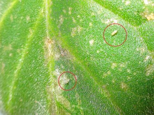 Болезни фиалок мушки и комары. Вредители фиалок