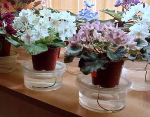 Основные болезни фиалок. Как ухаживать за фиалкой в домашних условиях