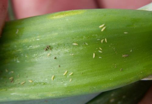 Как избавиться от мошек в комнатных цветах. Домашние методы борьбы с мошкой 26