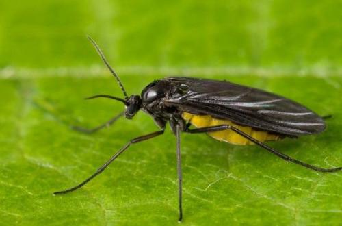 Болезни фиалок мушки и комары. Вредители фиалок