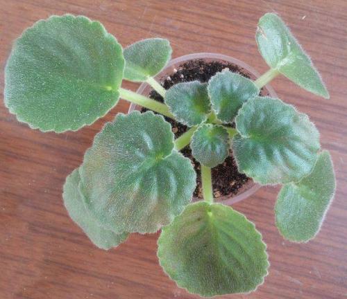 Обесцвечивание листьев фиалки. Почему белеют листья у фиалок?