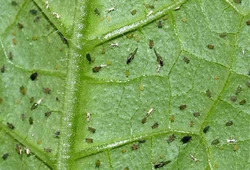 Щитовка на фиалках. Мошки на фиалке