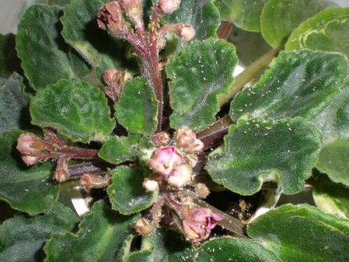 Болезни фиалок мушки и комары. Вредители фиалок