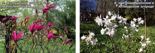 Магнолии в средней полосе: как выращивать и ухаживать за этими растениями 18