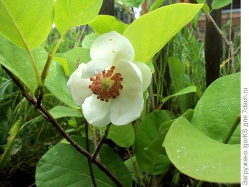 Какие сорта магнолий наиболее подходящие для средней полосы. Магнолия. Поиск новых сортов для средней полосы