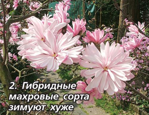 Магнолии в средней полосе: как выращивать и ухаживать за этими растениями 17