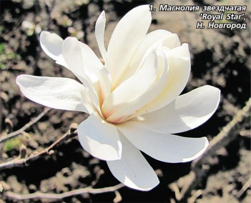 Магнолии в средней полосе: как выращивать и ухаживать за этими растениями 16