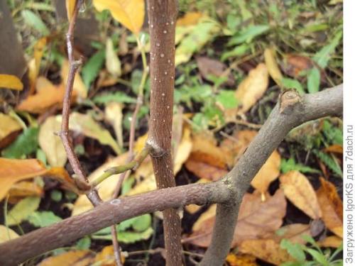 Какие сорта магнолий наиболее подходящие для средней полосы. Магнолия. Поиск новых сортов для средней полосы