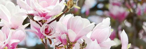 Как правильно посадить магнолию в саду. Как правильно посадить