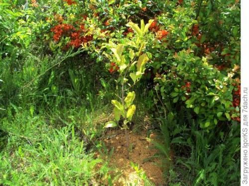 Какие сорта магнолий наиболее подходящие для средней полосы. Магнолия. Поиск новых сортов для средней полосы