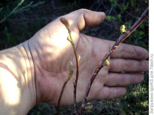 Какие сорта магнолий наиболее подходящие для средней полосы. Магнолия. Поиск новых сортов для средней полосы