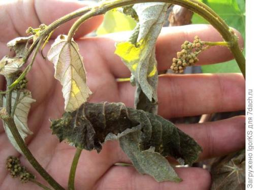 Какие сорта магнолий наиболее подходящие для средней полосы. Магнолия. Поиск новых сортов для средней полосы