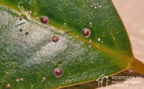 Щитовка на фиалках. Щитовка: описание, опасность и причины появления