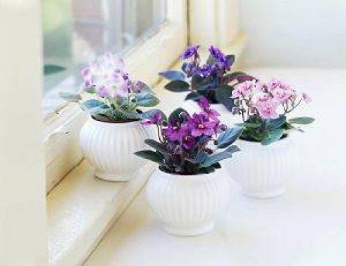 Вредители фиалок. Основные методы борьбы