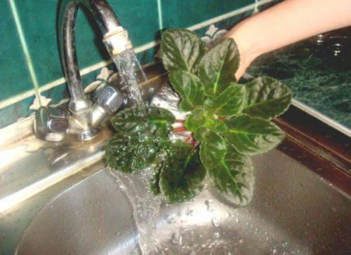 Вредители фиалок. Основные методы борьбы