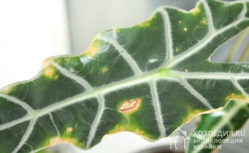 Листья изменили цвет и летают мошки. Разновидности мошек, поражающих комнатные растения