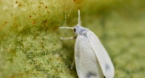 Черные летающие мошки в цветах. Где живут и откуда берутся цветочные мошки