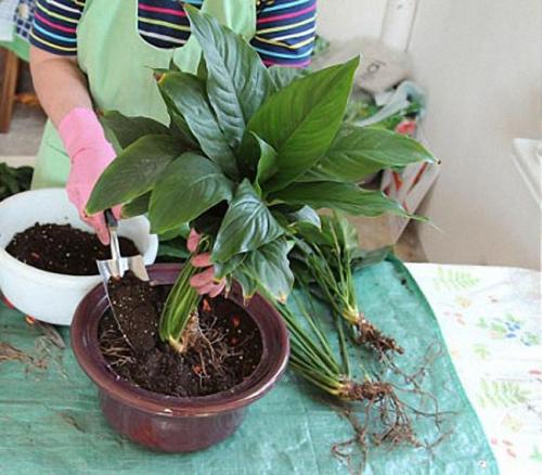 Корица от мошек в цветах. Как вылечить и защитить комнатные растения?