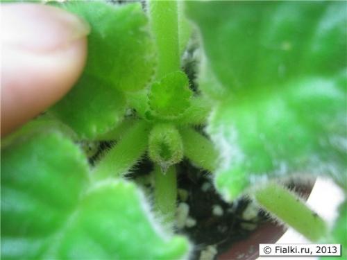 В фиалках появились мелкие мошки. Мошки на фиалке 04 В фиалках появились мелкие мошки. Мошки на фиалке 04