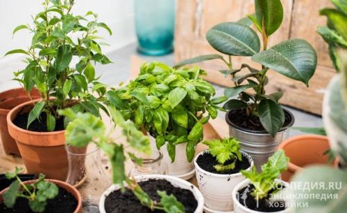 Щитовка на фиалках. Щитовка: описание, опасность и причины появления