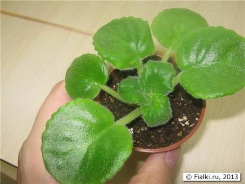 В фиалках появились мелкие мошки. Мошки на фиалке 05 В фиалках появились мелкие мошки. Мошки на фиалке 05