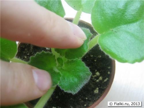 В фиалках появились мелкие мошки. Мошки на фиалке 06 В фиалках появились мелкие мошки. Мошки на фиалке 06