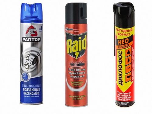 Корица от мошек в цветах. Как вылечить и защитить комнатные растения?