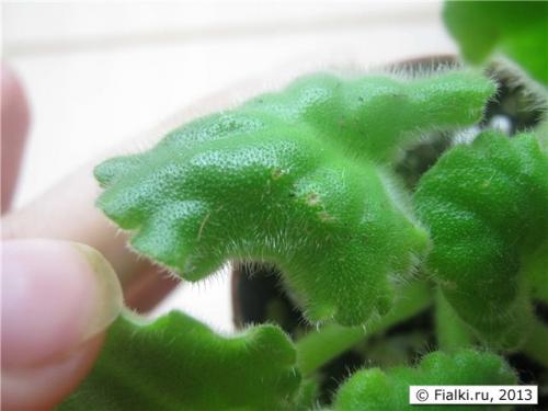 В фиалках появились мелкие мошки. Мошки на фиалке 02 В фиалках появились мелкие мошки. Мошки на фиалке 02