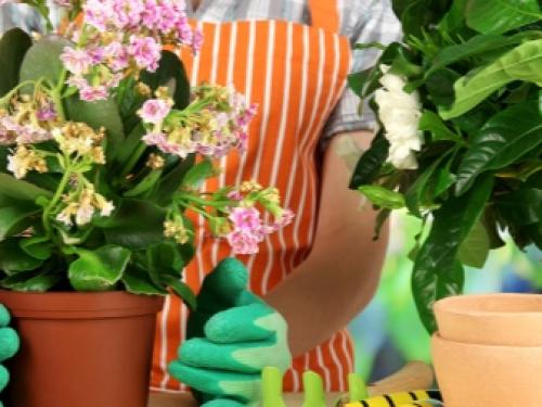 Листья изменили цвет и летают мошки. Разновидности мошек, поражающих комнатные растения 18