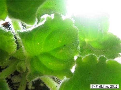 В фиалках появились мелкие мошки. Мошки на фиалке 03 В фиалках появились мелкие мошки. Мошки на фиалке 03