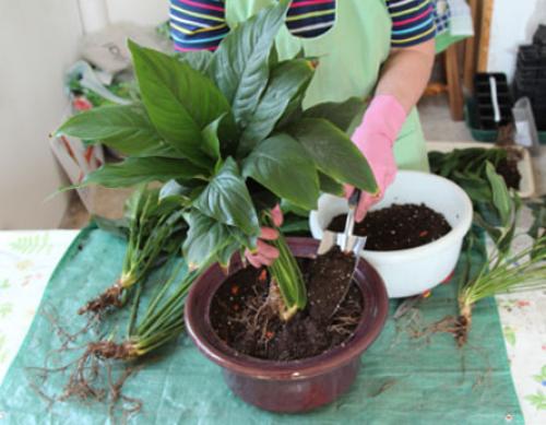 Земляные мошки. Способы избавления от мошек в домашних растениях