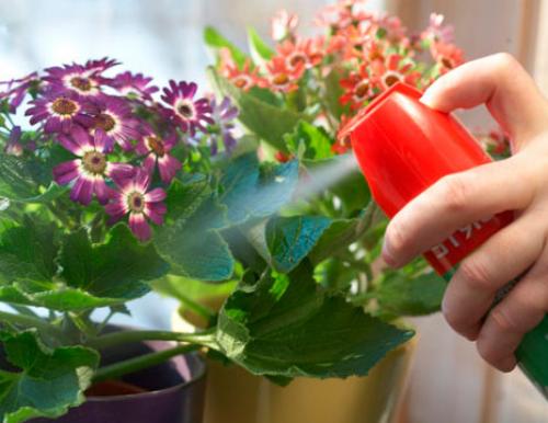 Мошки в цветочных горшках. Способы избавления от мошек в домашних растениях