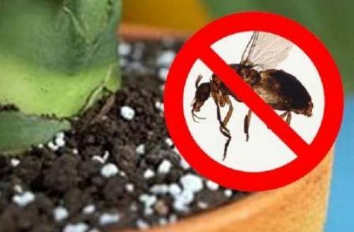 Марганцовка от мошек в цветах. Как отпугнуть черных мошек от комнатных цветов без ядовитой химии