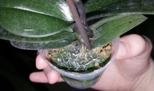 Марганцовка от мошек в цветах. Как отпугнуть черных мошек от комнатных цветов без ядовитой химии