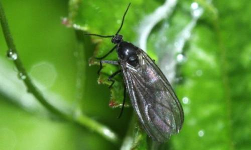 Мошки в цветочном горшке, как избавиться. Мошки в цветочных горшках: как избавиться