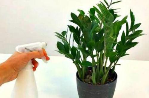 Марганцовка от мошек в цветах. Как отпугнуть черных мошек от комнатных цветов без ядовитой химии