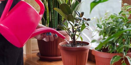 Перекись водорода от мошек в цветах. Почему появляются мошки