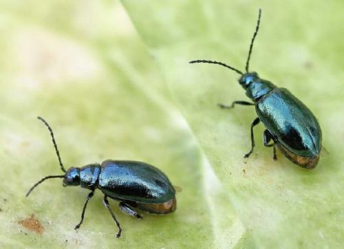 Как вывести мошек из цветов в горшках. Описание проблемы